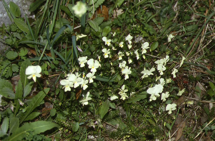 Viola arvensis e altre...